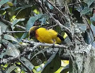 Description de l'image Usambara Weaver iNaturalist.jpg.