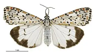 Description de cette image, également commentée ci-après