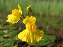 Fleurs d'Utriculaire citrine.