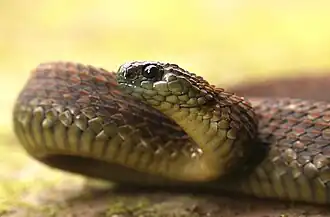 Description de l'image Uzungwe Mountain Bush Viper imported from iNaturalist photo 353999490 on 19 April 2024.jpg.