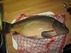 Un gros poisson lisse, verdâtre à reflets mordorés