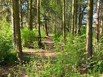 Le parc est séparé de Sockenvägen par une rangée d'épicéas.
