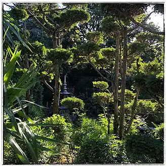 Végétation dans le parc de la Villa Champfleuri créé par Danaé Vagliano (Cannes).