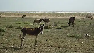 Baraived (paroisse civile)