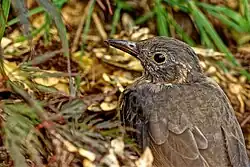 Détail tête femelle