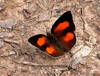 Curetis bulis (Inde).