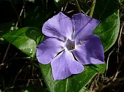 Vinca major, la grande pervenche