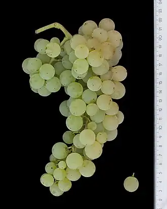 Malvasia bianca di Candia