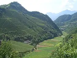Plantation de thé à flanc de montagne