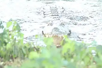 Crocodile du lac Antagnavo.