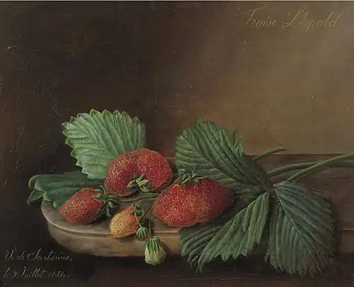 Fraise Léopold (1851)