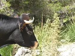 photo couleur d'une tête de bovin noir. Le mufle est cerclé de clair, les poils des oreilles fauves et les cornes petites en croissant.