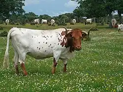 photo couleur d'une vache blanche à tête et pattes rouges. Les longues cornes sont spiralées vers l'extérieur.