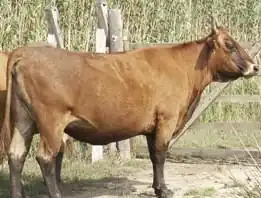 Vache fauve