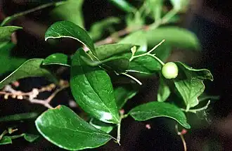 Description de l'image Vaccinium arboreum USDA.jpg.