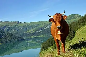 Image illustrative de l’article Tarentaise (race bovine)