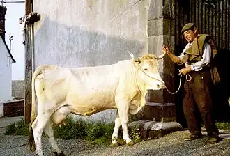 Vache lourdaise à Bourréac, en pays de Lourdes, en 1966