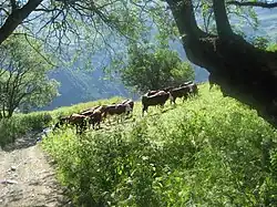 Vaches tarines au dessus du hameau des Granges