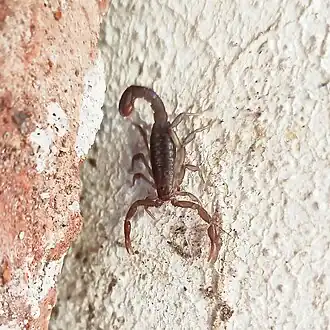 Description de l'image Vaejovis mexicanus (Vaejovidae) close-up, Guanajuato MX.jpg.