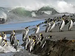 Arrivée de manchots royaux sur une plage le 8 juin 2013