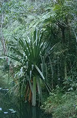 Pandanus sp. de la réserve d'Analamazaotra.