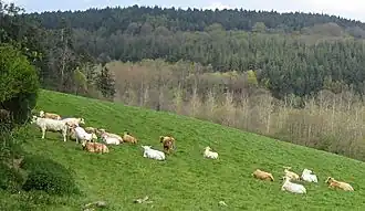 Collines surplombant la Saire au Vast.