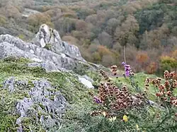 Une vaste forêt s'étend, quelques rochers et des plantes au premier plan.