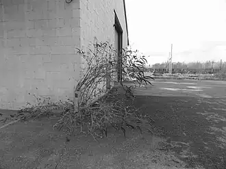 Le carreau de fosse en 2013. Le puits est situé neuf mètres derrière la borne.