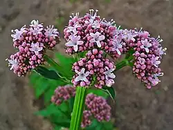 Valériane officinale.