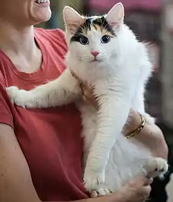 Turc de Van écaille-de-tortue.