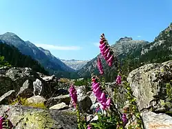 Floraison en août à 1&nbsp;650&nbsp;m d'altitude dans la vallée du Marcadau (Pyrénées) en sol semi-acide.