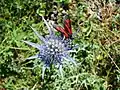 Chardon bleu des Pyrénées et une autre espèce de Zygaenidae.