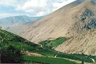 Plantations de vignes sur la Vallée de Elqui (2004).