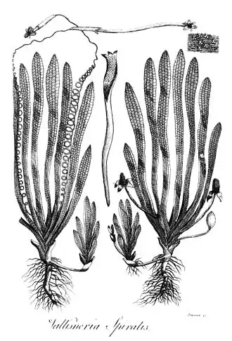 Jardin Botanique Érasme Darwin : Vallisneria spiralis (1789).