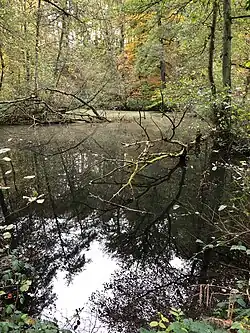 L'étang de l'Ermite et son île