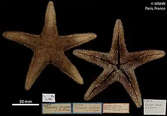 Valvaster striatus séchée (MNHN)