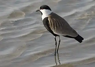 Vanneau à éperons.