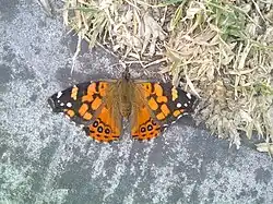 Logo de Memoria Chilena