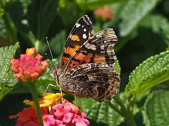Description de cette image, également commentée ci-après