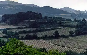 Vignoble de Vacqueyras vu des garrigues
