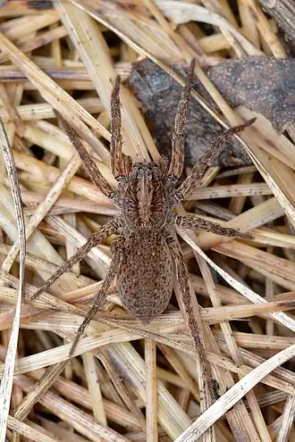 Description de l'image Varacosa avara - Guelph, Ontario 2017-04-02.jpg.