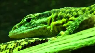 Ménagerie du jardin des plantes - Paris/France