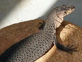 Description de l'image Varanus semiremex.jpg.