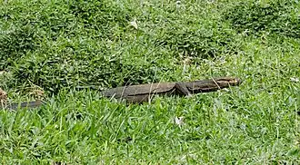 Description de l'image Varanus togianus 298054816 (cropped).jpg.