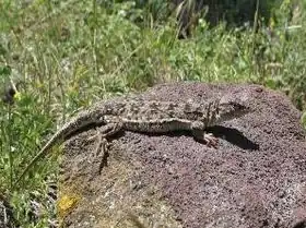 Description de l'image Vardenis lizard2.jpg.