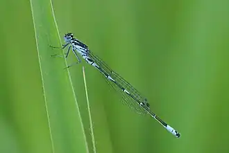 Agrion joli.