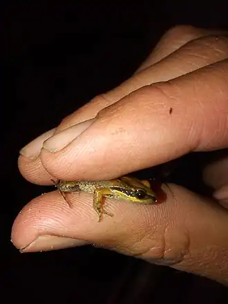 Description de l'image Variante de color claro de Physalaemus Fernandezae.jpg.