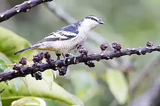 Description de cette image, également commentée ci-après