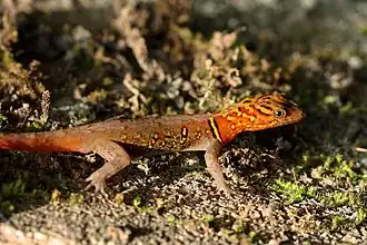 Description de l'image Variegated (Brilliant South American) gecko (Gonatodes ceciliae) male.jpg.