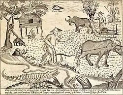 Une illustration de la Carta Hydrographica y Chorographica de las Yslas Filipinas (1734) montre les carabaos comme des bêtes de somme.